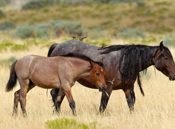 Onaqui Herd Onaqui Herd