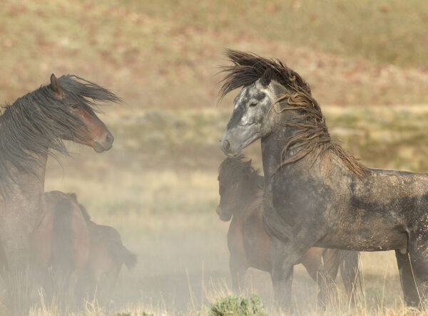 Onaqui Herd Onaqui Herd