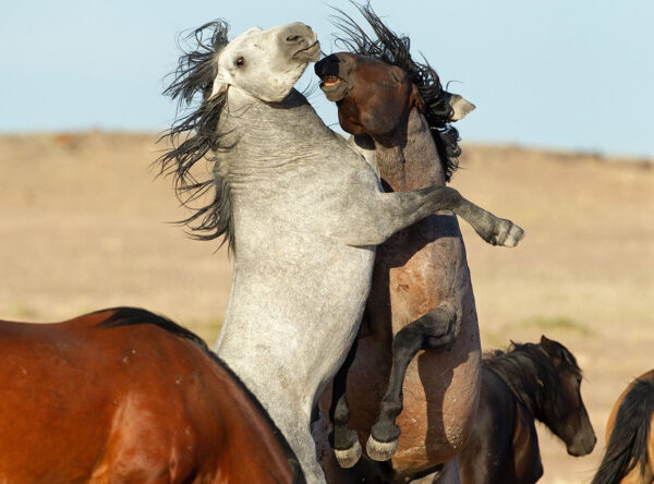 Onaqui Herd Onaqui Herd