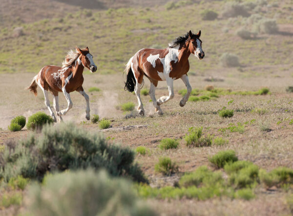 Cedar Mountain Herd Cedar Mountain Herd