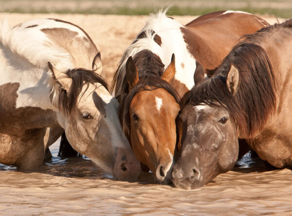 Onaqui Herd Onaqui Herd