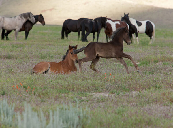 Onaqui Herd Onaqui Herd
