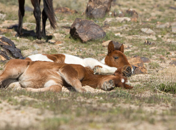 Onaqui Herd Onaqui Herd