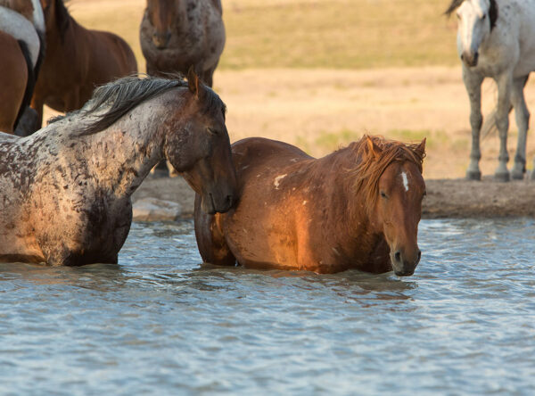 Onaqui Herd at Simpson Spring Onaqui Herd at Simpson Spring